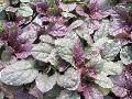 Burgundy Glow Ajuga / Ajuga reptans 